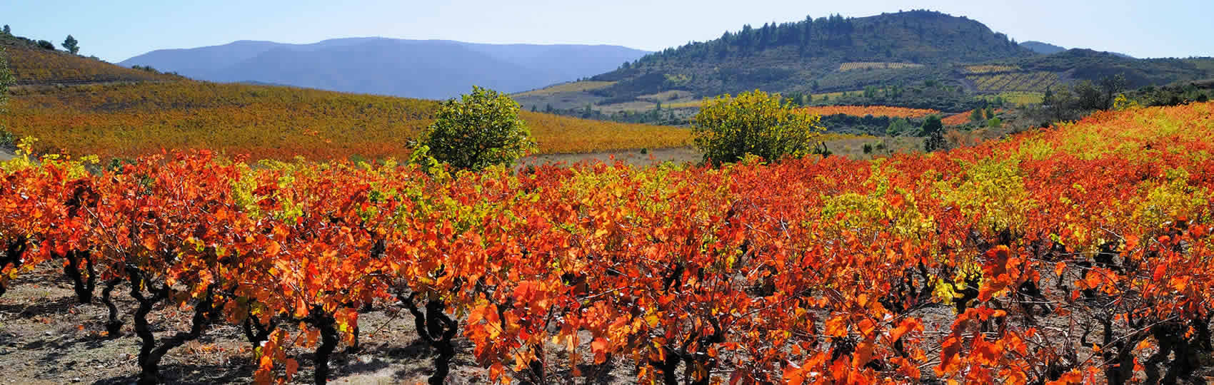 séjours destination vignoble en Languedoc Roussillon Aude pays cathare