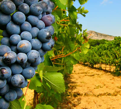 locations accueil au vignoble