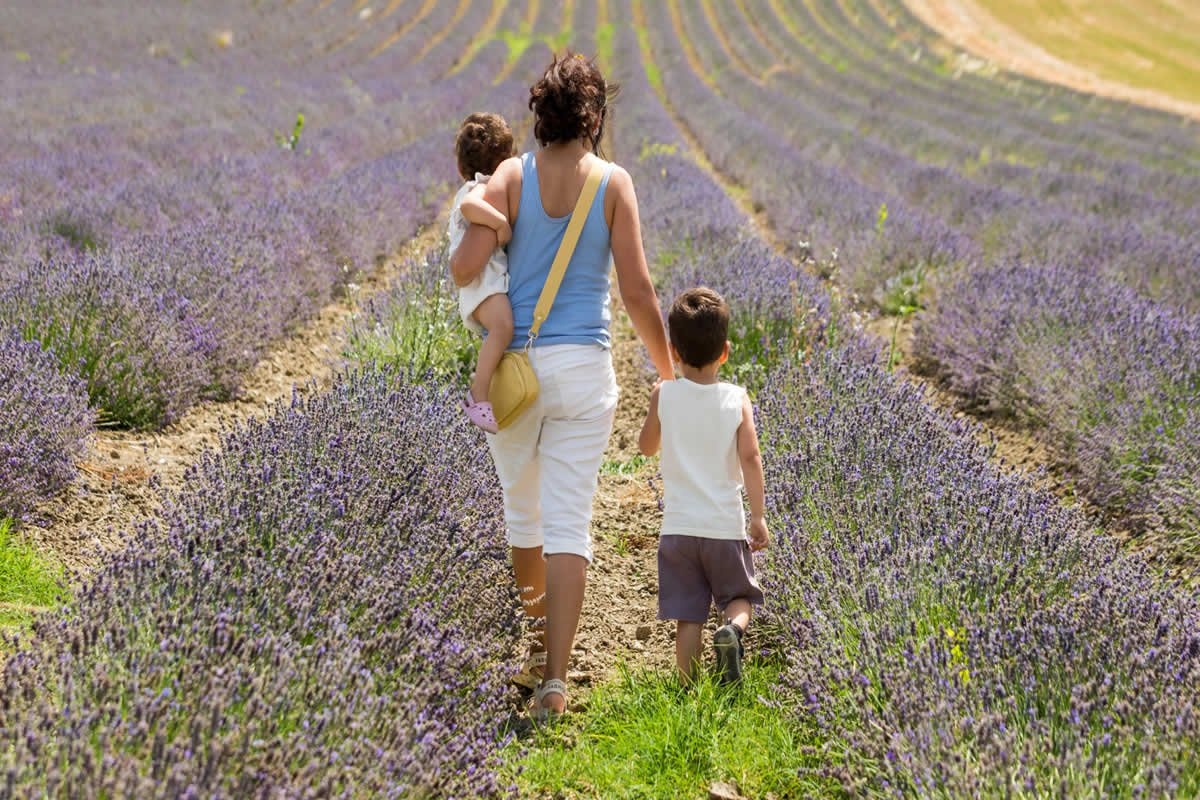 Sudfrance.fr - Visite à Besplas, terroir insoupçonné de la lavande
