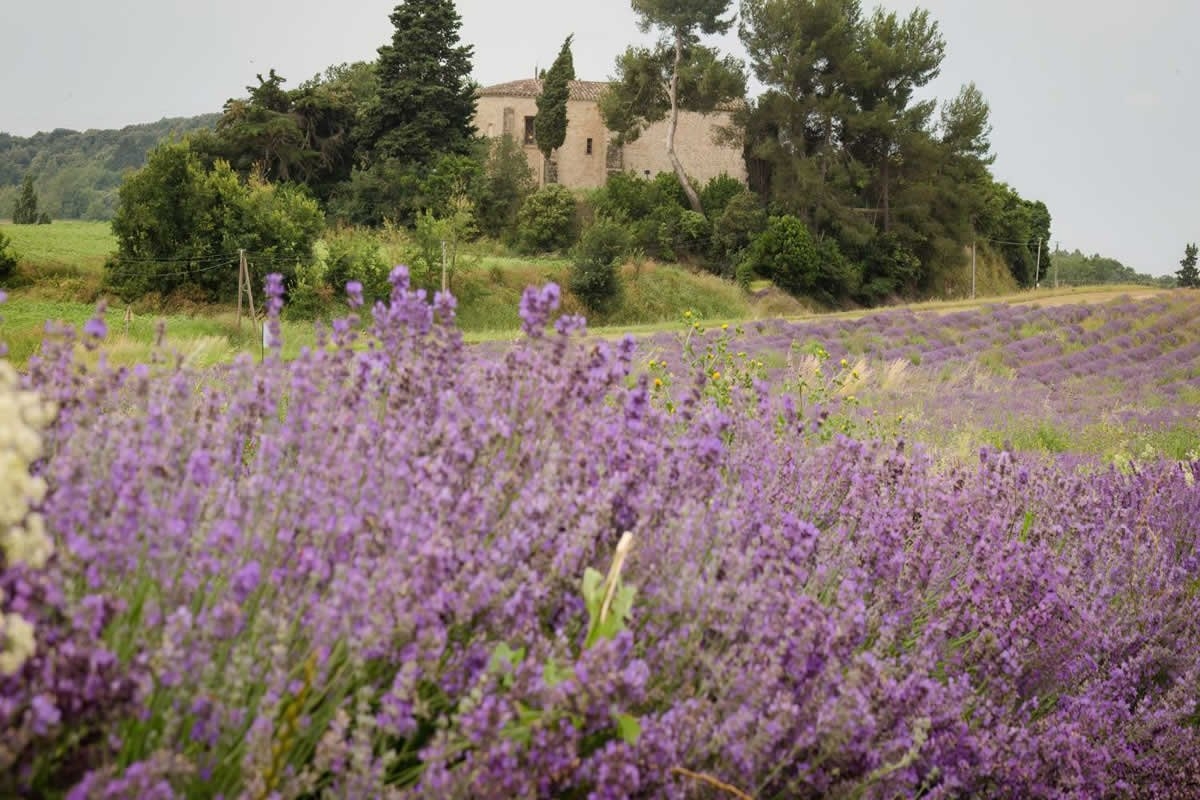 Sudfrance.fr - Visite à Besplas, terroir insoupçonné de la lavande