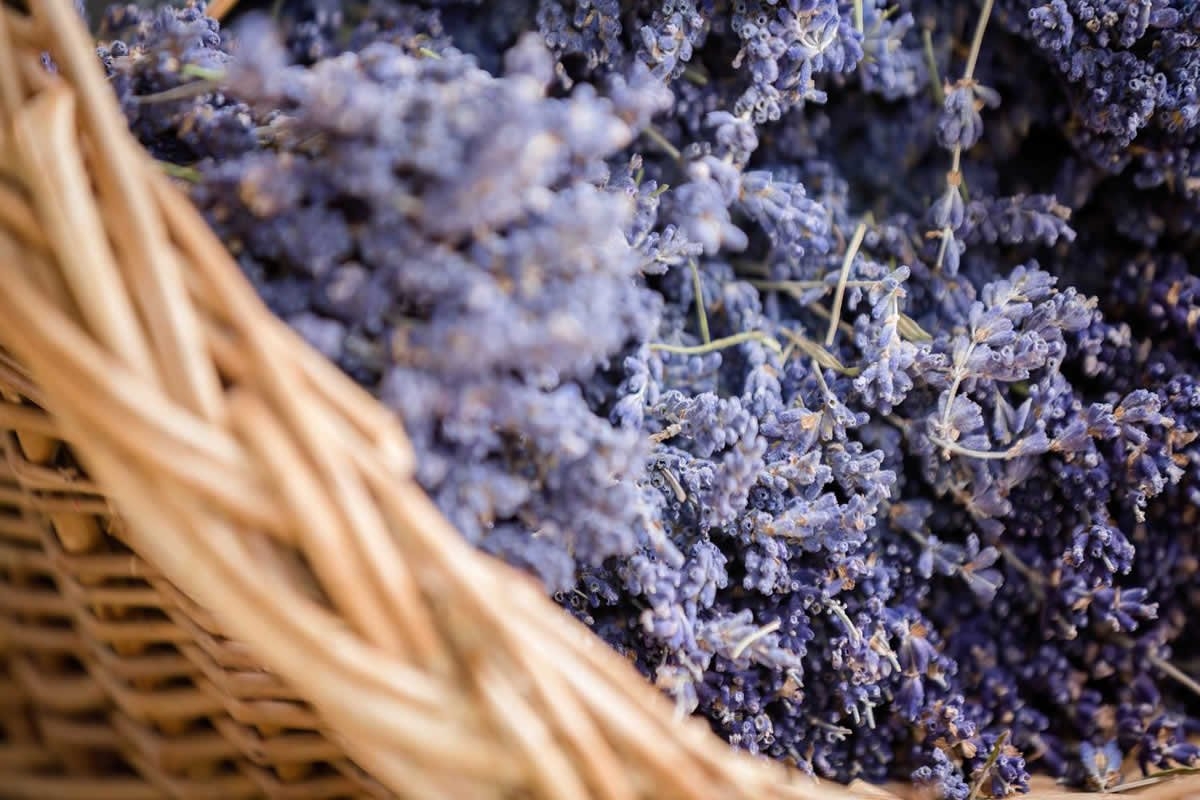 Sudfrance.fr - Visite à Besplas, terroir insoupçonné de la lavande