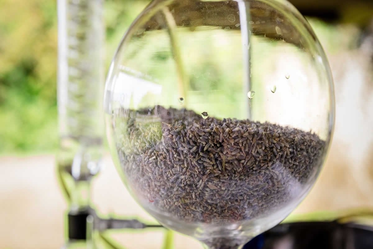 Sudfrance.fr - Visite à Besplas, terroir insoupçonné de la lavande