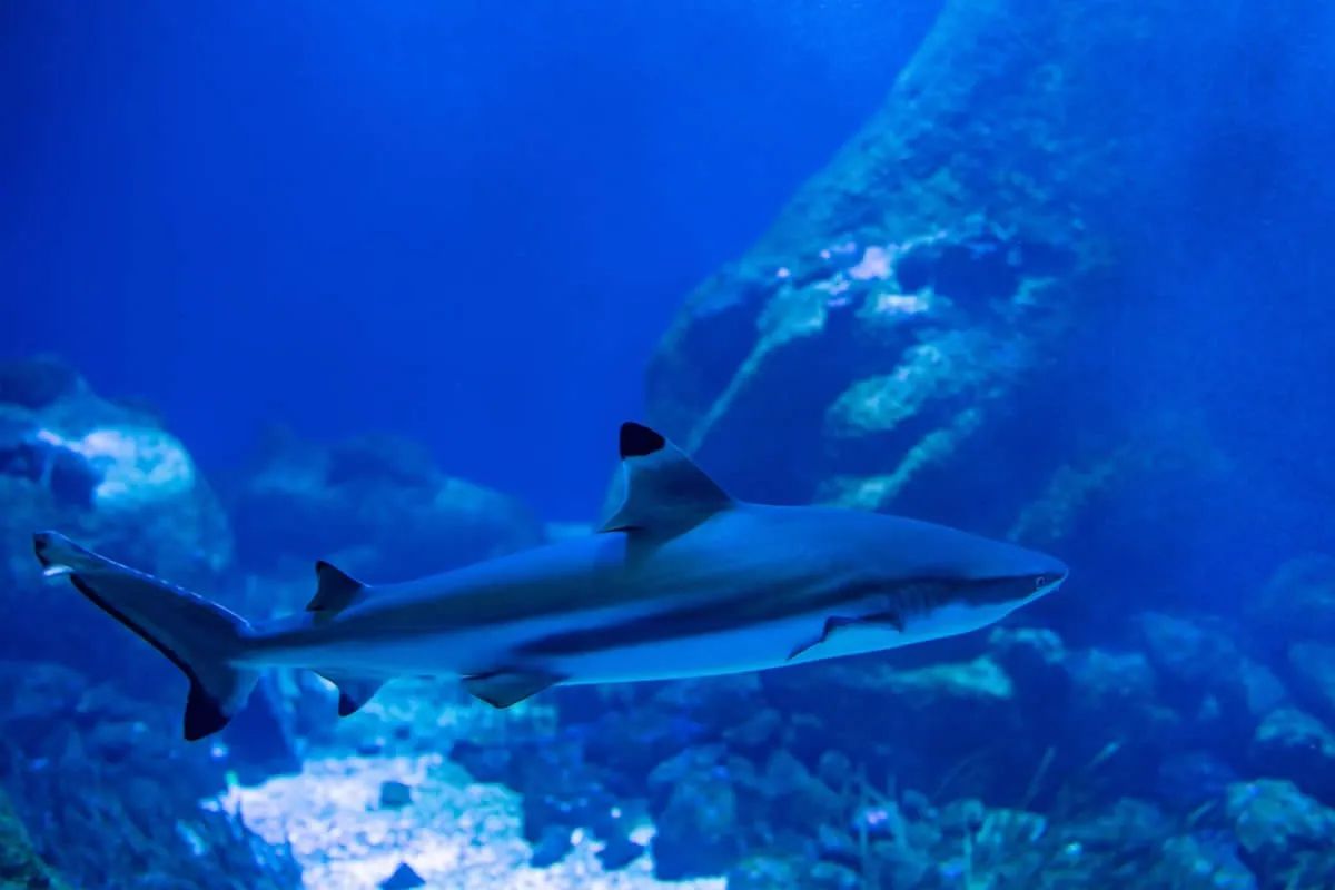 Sudfrance.fr - Visite de l'aquarium Oniria, immersion sensorielle unique