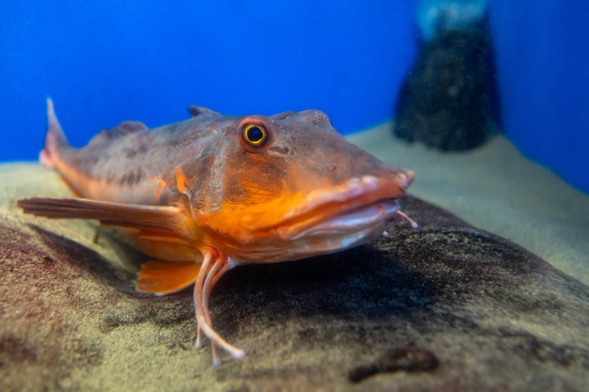 Sudfrance.fr - Visite de l'aquarium Oniria, immersion sensorielle unique