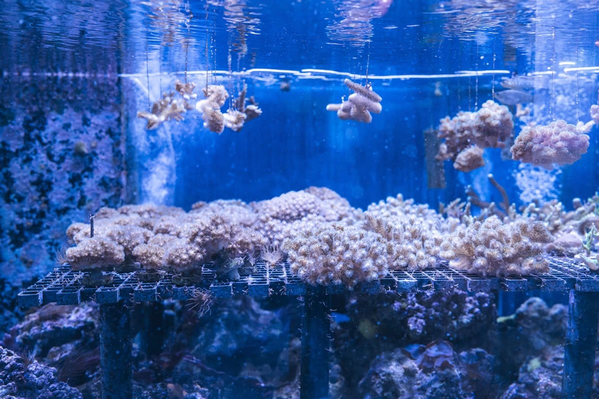 Sudfrance.fr - Visite de l'aquarium Oniria, immersion sensorielle unique