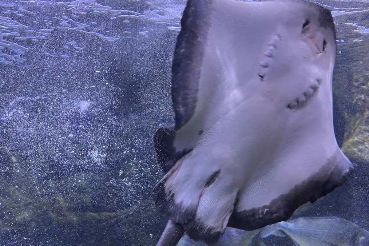 Sudfrance.fr - Visite de l'aquarium Oniria, immersion sensorielle unique