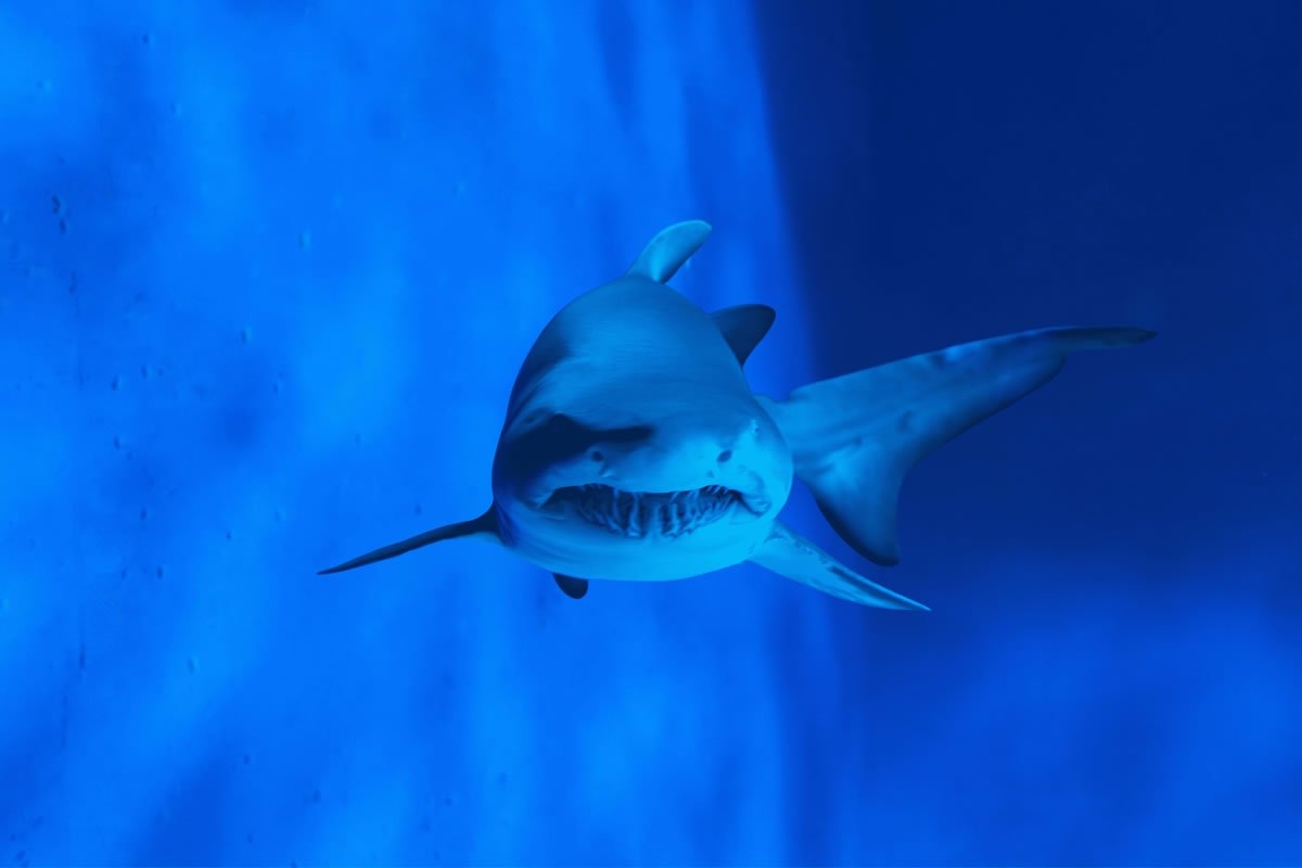 Sudfrance.fr - Visite de l'aquarium Oniria, immersion sensorielle unique