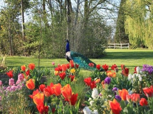 Sudfrance.fr - Visite des Jardins des Martels