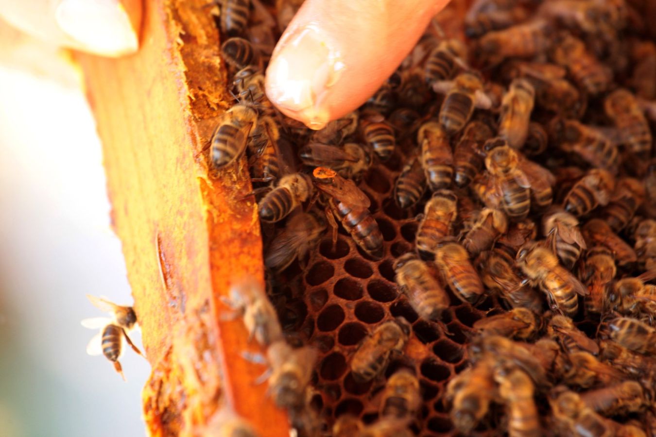 Sudfrance.fr - Le théâtre aux abeilles à la miellerie des Clauses