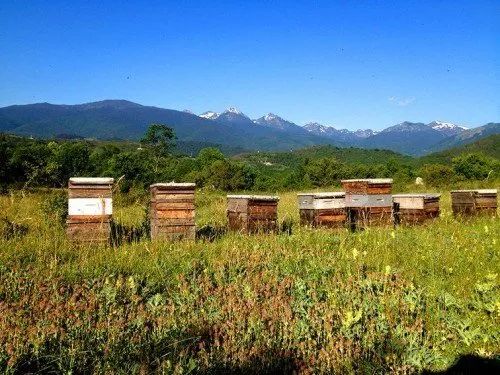 Sudfrance.fr - Le théâtre aux abeilles à la miellerie des Clauses