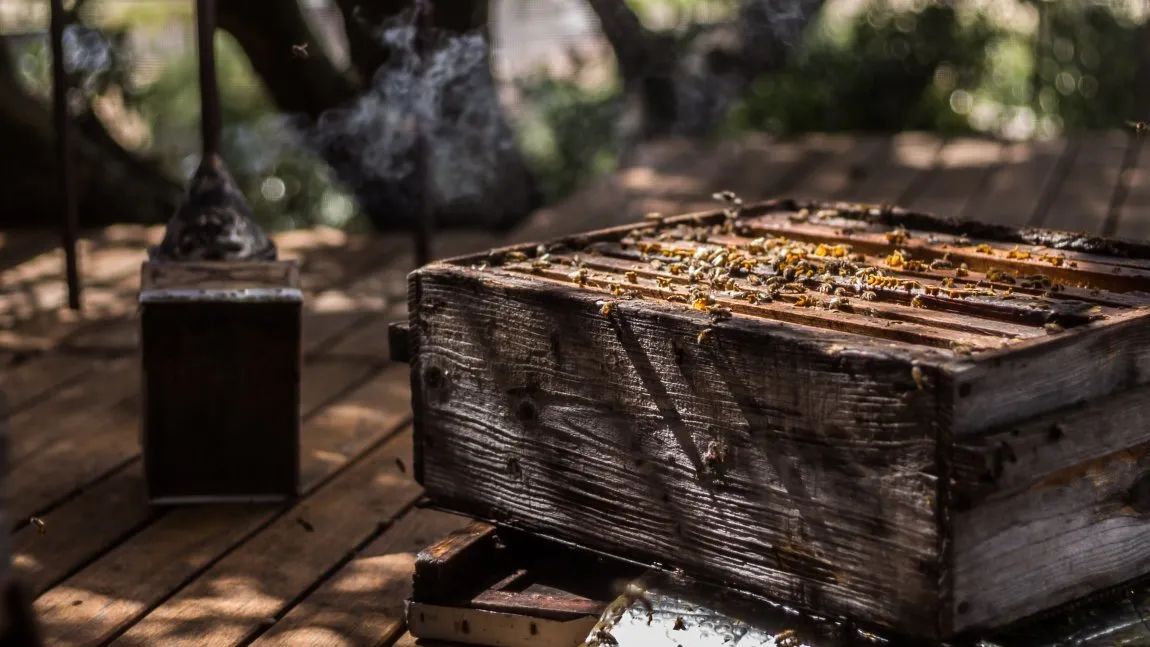 Sudfrance.fr - Le théâtre aux abeilles à la miellerie des Clauses