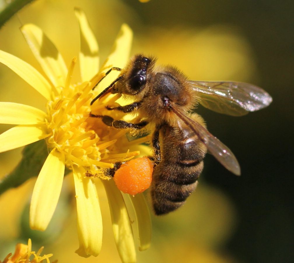 Sudfrance.fr - Le théâtre aux abeilles à la miellerie des Clauses