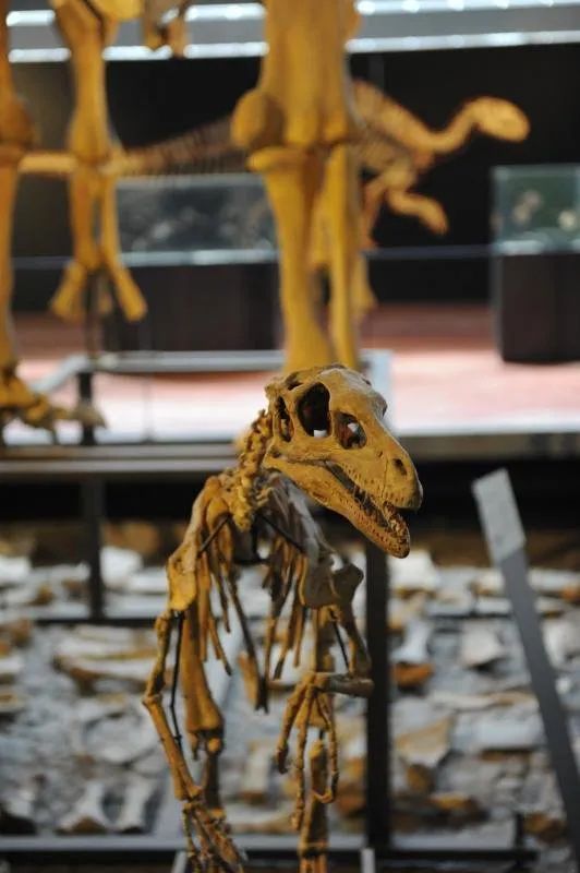 Sudfrance.fr - Visite du musée des dinosaures à Espéraza
