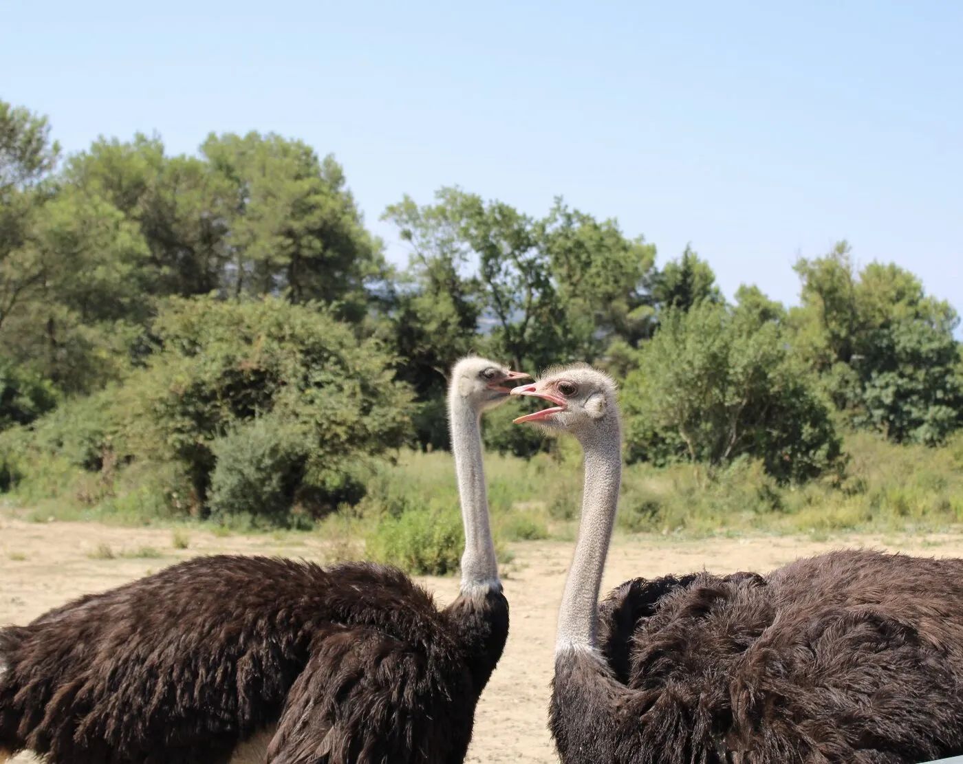 Sudfrance.fr - Visita exótica al Parque Australiano cerca de Carcasona