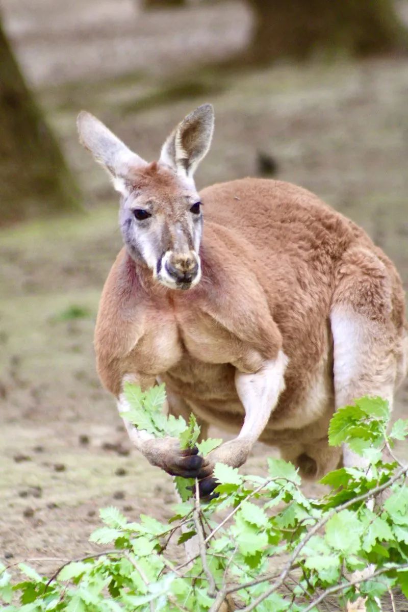 Sudfrance.fr - Visita exótica al Parque Australiano cerca de Carcasona