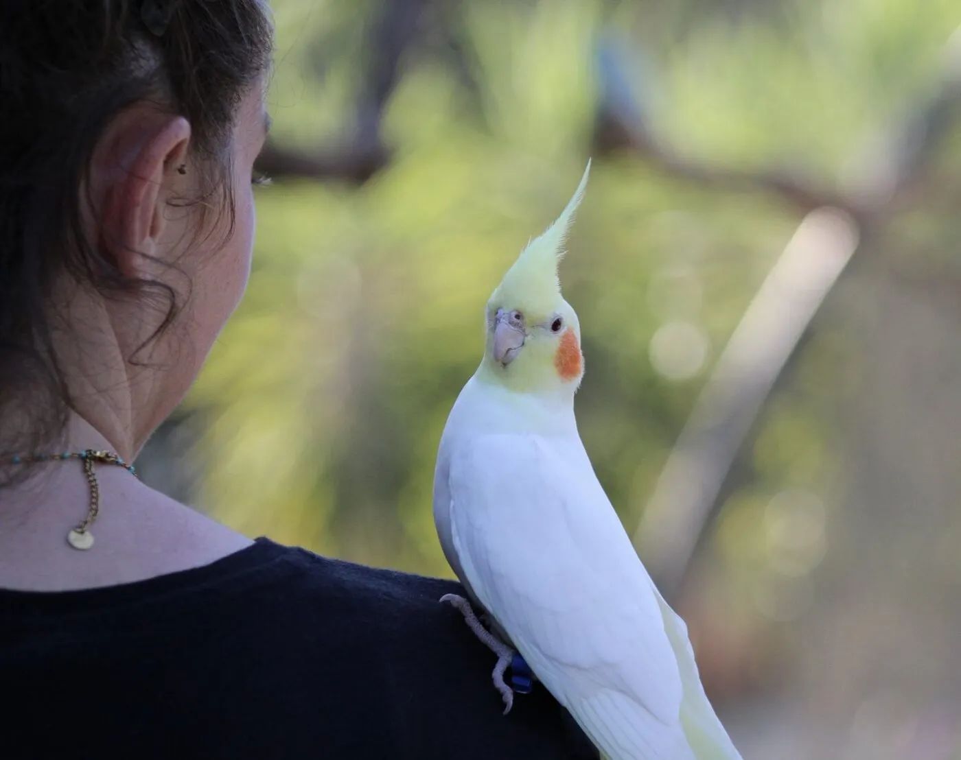 Sudfrance.fr - Visita exótica al Parque Australiano cerca de Carcasona