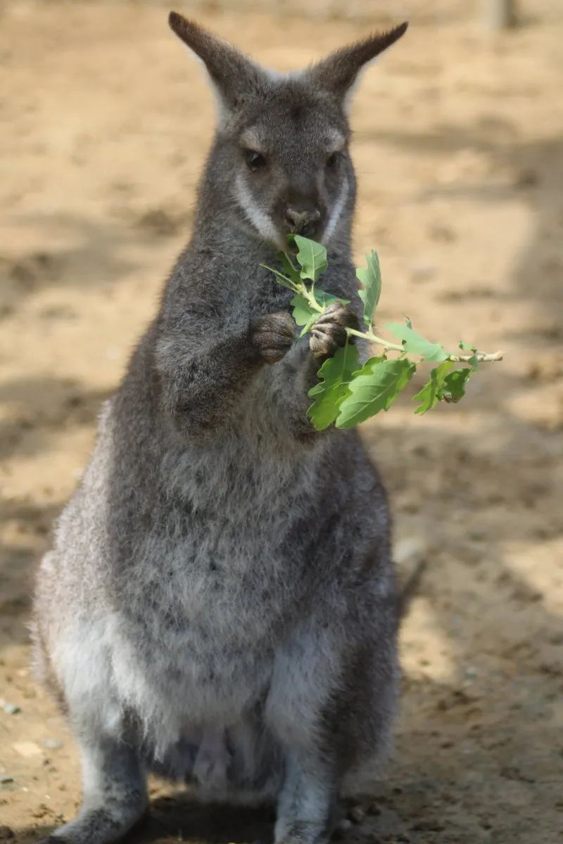Sudfrance.fr - Visita exótica al Parque Australiano cerca de Carcasona
