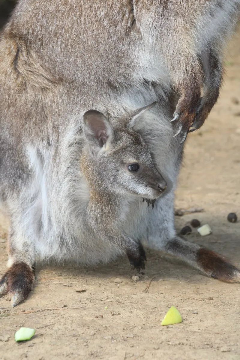 Sudfrance.fr - Visita exótica al Parque Australiano cerca de Carcasona