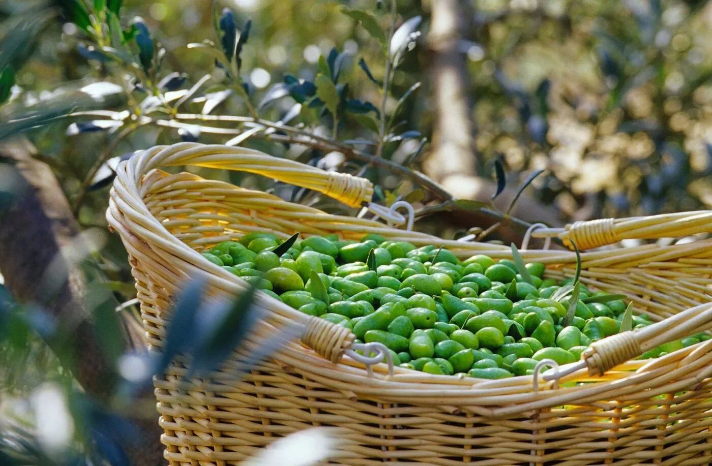 Sudfrance.fr - Visite de l’Odyssée de l’Olivier dans le Minervois