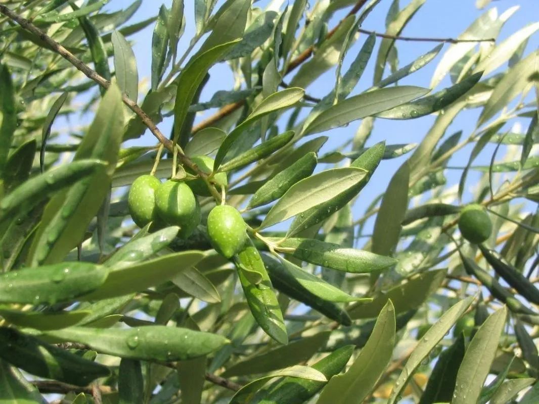 Sudfrance.fr - Visite de l’Odyssée de l’Olivier dans le Minervois
