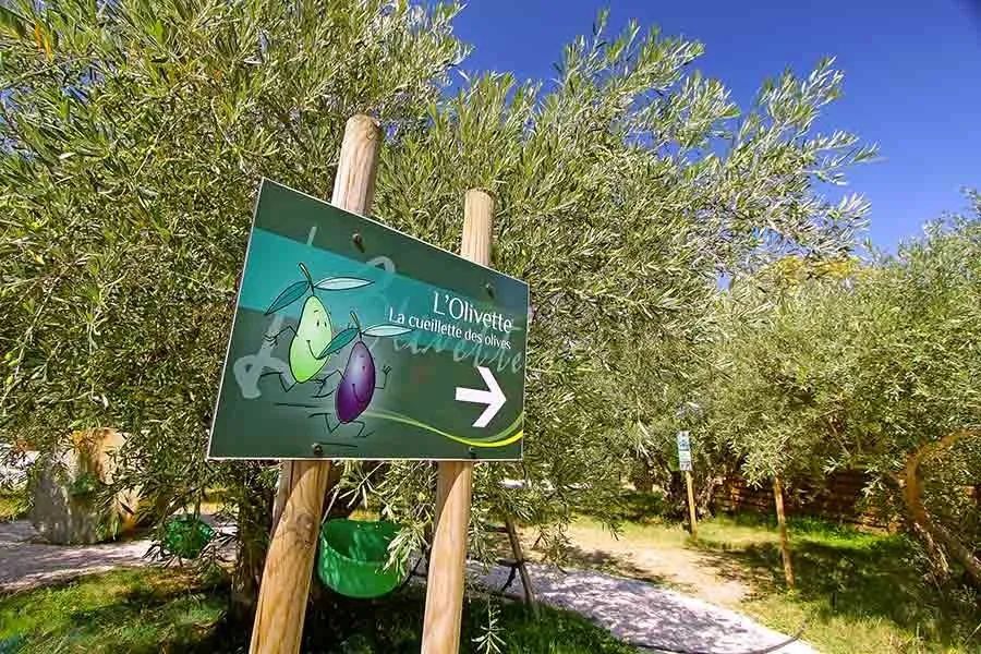 Sudfrance.fr - Visite de l’Odyssée de l’Olivier dans le Minervois