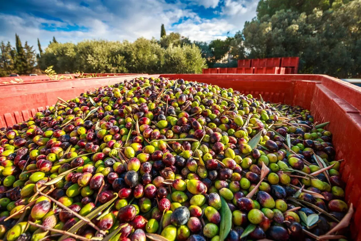 Sudfrance.fr - Visite de l’Odyssée de l’Olivier dans le Minervois