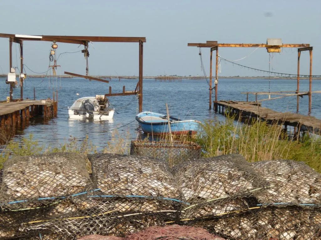 Sudfrance.fr - Évasion avec une pêcheuse sur le bassin de Thau