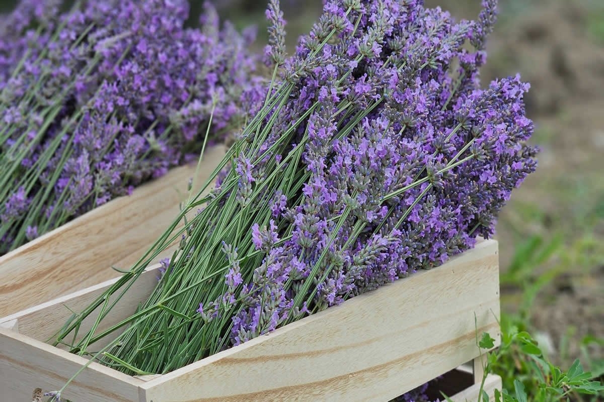 Sudfrance.fr - Excursión en grupo : escapada a la tierra de la lavanda