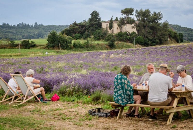 Sudfrance.fr - Excursión en grupo : escapada a la tierra de la lavanda