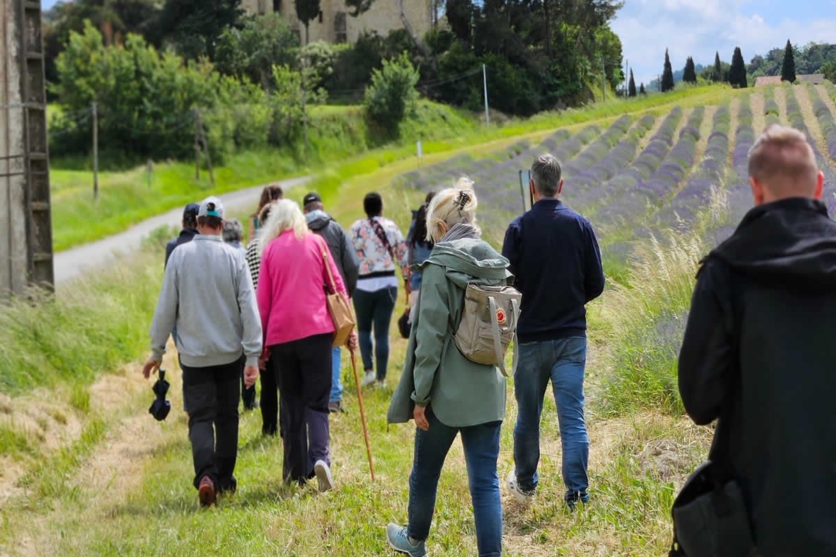 Sudfrance.fr - Excursión en grupo : escapada a la tierra de la lavanda
