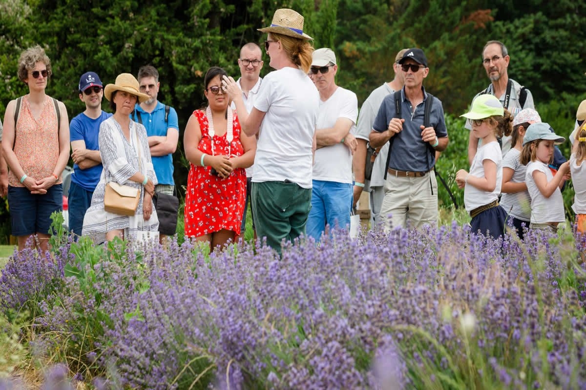 Sudfrance.fr - Excursión en grupo : escapada a la tierra de la lavanda