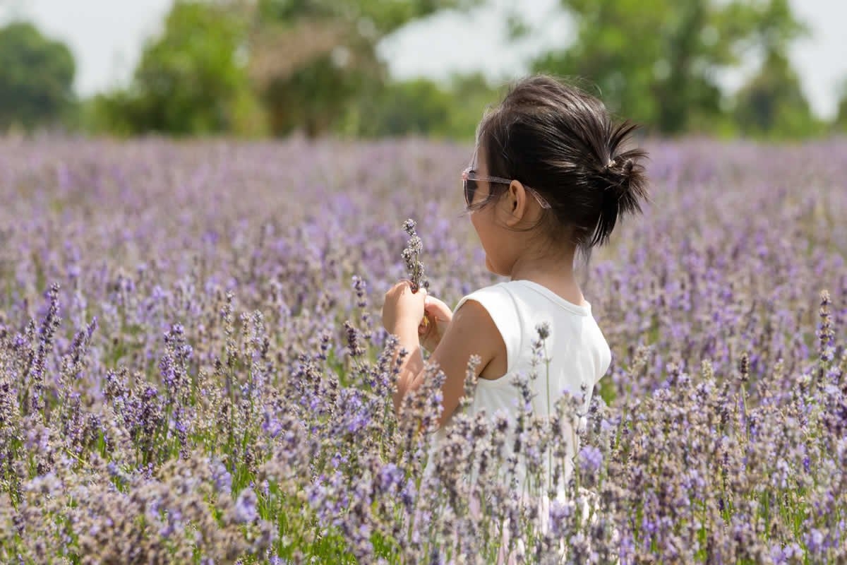 Sudfrance.fr - Visites pour scolaires autour de la lavande