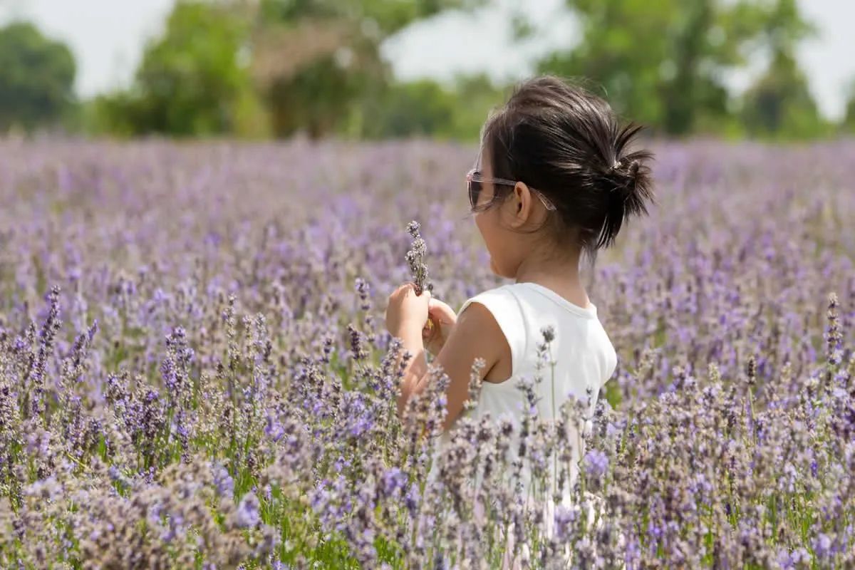 Sudfrance.fr - Visites pour scolaires autour de la lavande
