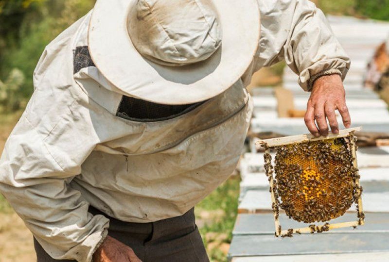 Sudfrance.fr - School trips and activities centred around lavender