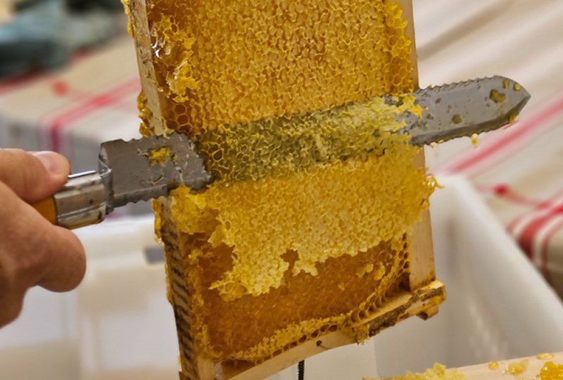 Sudfrance.fr - School trips and activities centred around lavender