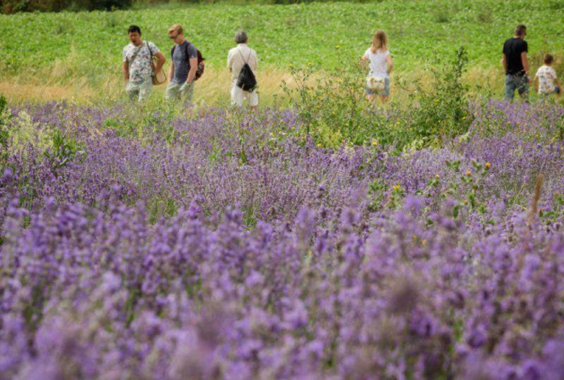 Sudfrance.fr - School trips and activities centred around lavender