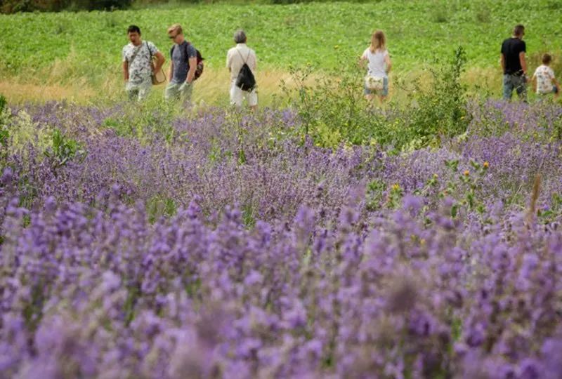 Sudfrance.fr - Visites pour scolaires autour de la lavande
