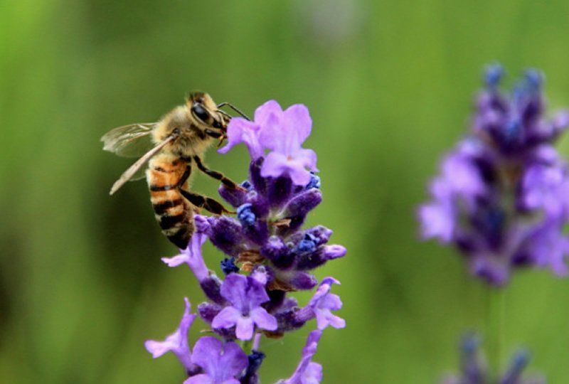 Sudfrance.fr - School trips and activities centred around lavender