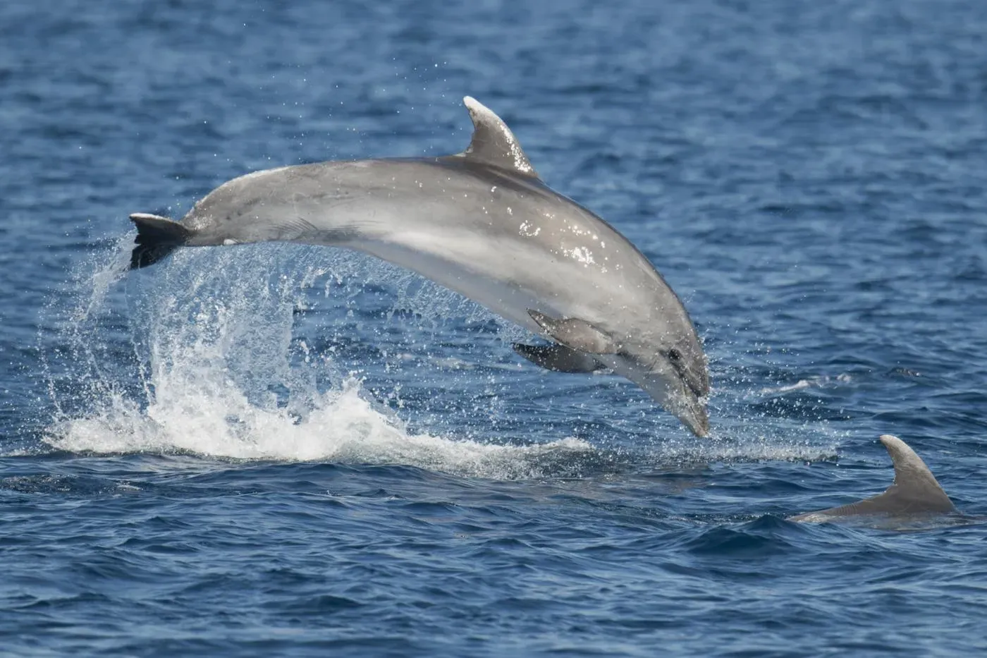Sudfrance.fr - Évasion groupes en mer au large de Port-Vendres et Canet