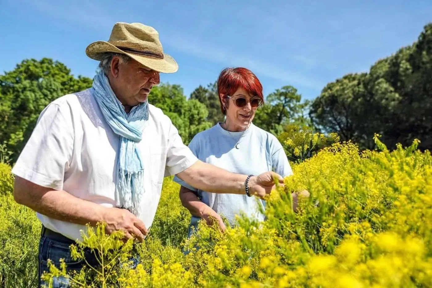 Sudfrance.fr - Pastel de la Serre, un savoir-faire unique en Pays de Cocagne