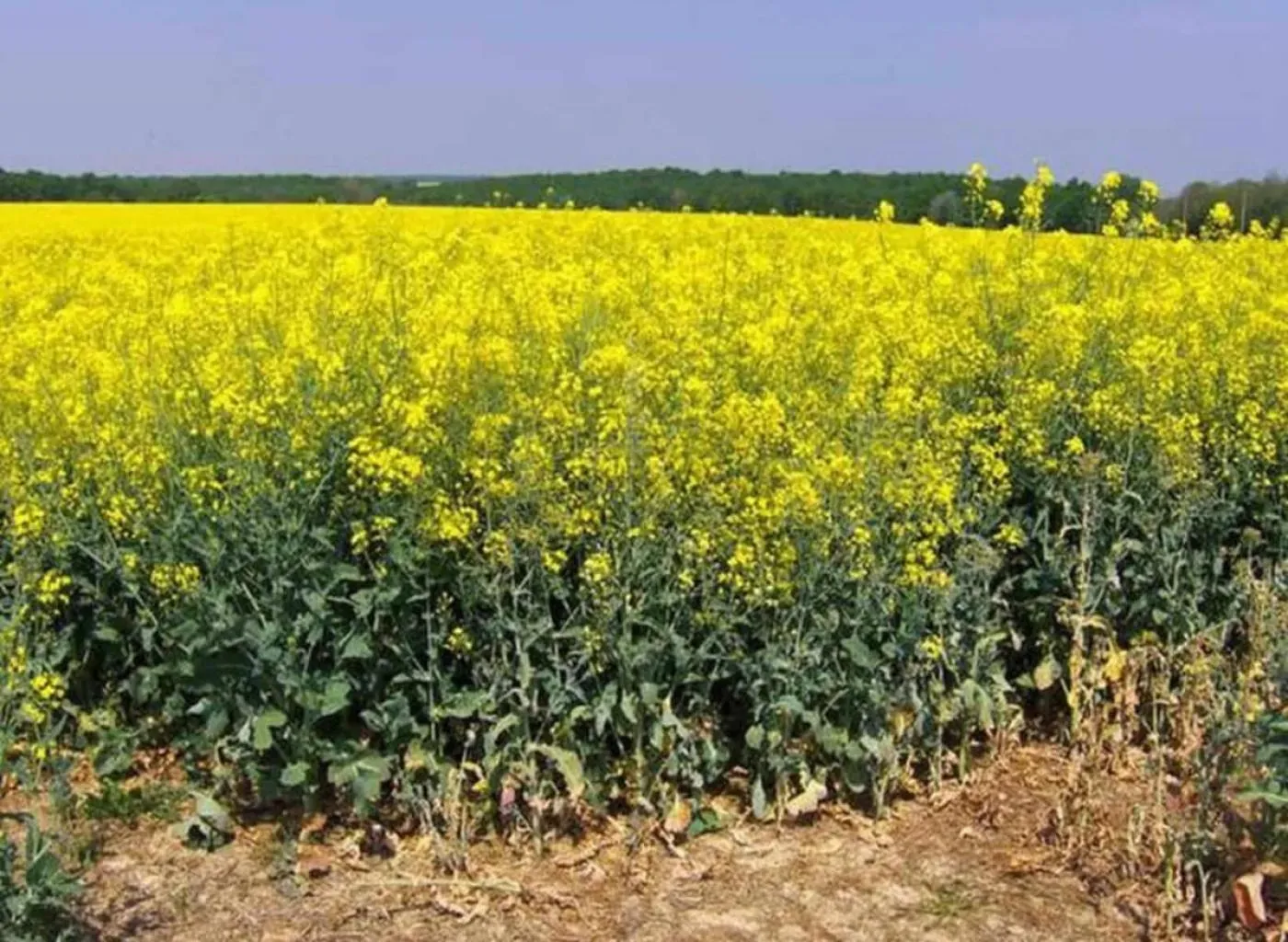 Sudfrance.fr - Pastel de la Serre, un savoir-faire unique en Pays de Cocagne