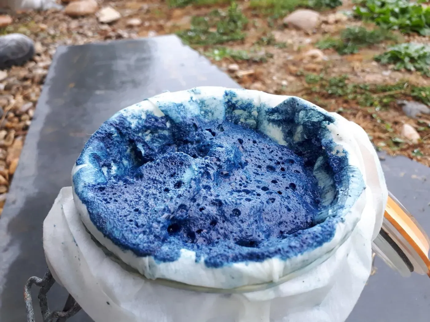 Sudfrance.fr - Pastel de la Serre, un savoir-faire unique en Pays de Cocagne