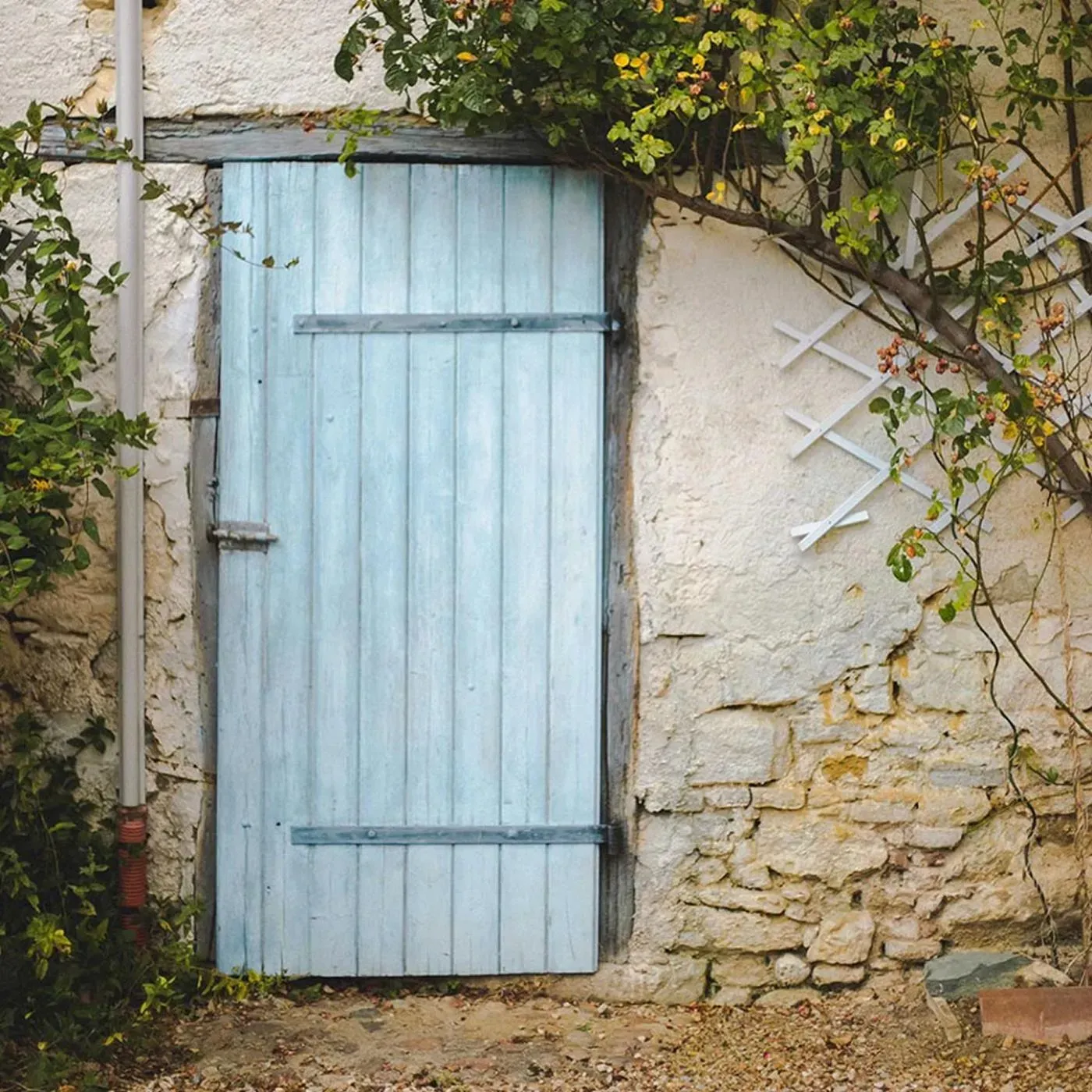 Sudfrance.fr - Pastel de la Serre, un savoir-faire unique en Pays de Cocagne