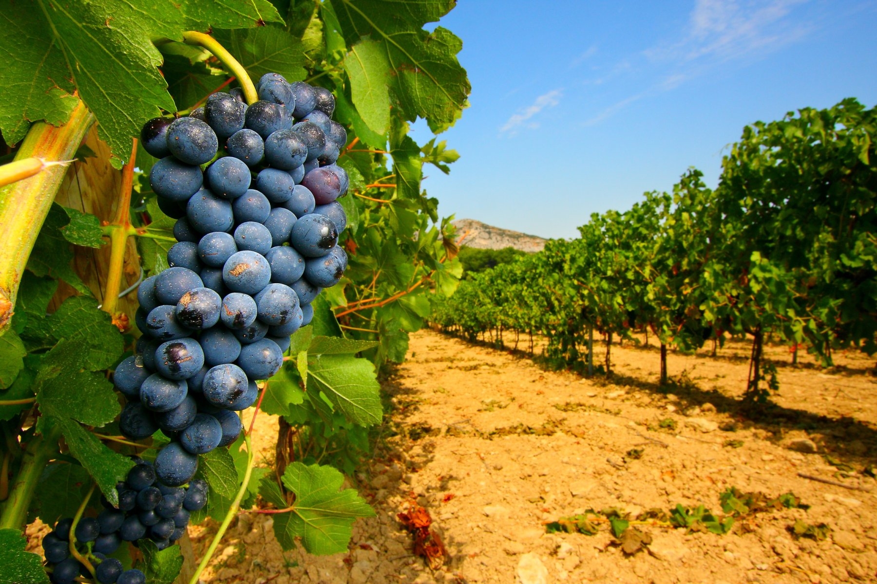 Sudfrance.fr - Devenez œnologue, le temps d’un atelier de création de votre propre vin