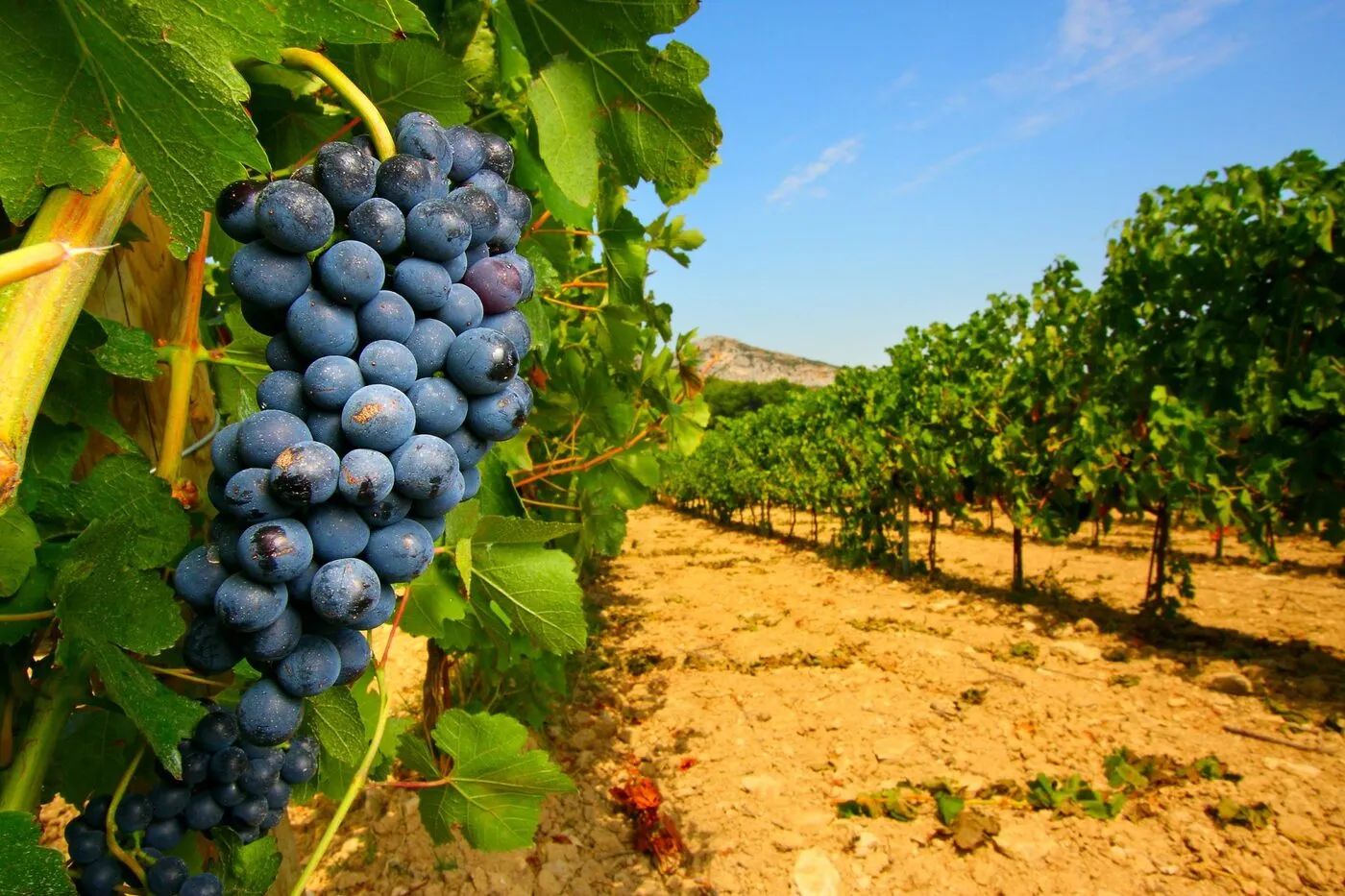 Sudfrance.fr - Atelier d'œnologie et création de votre vin au domaine