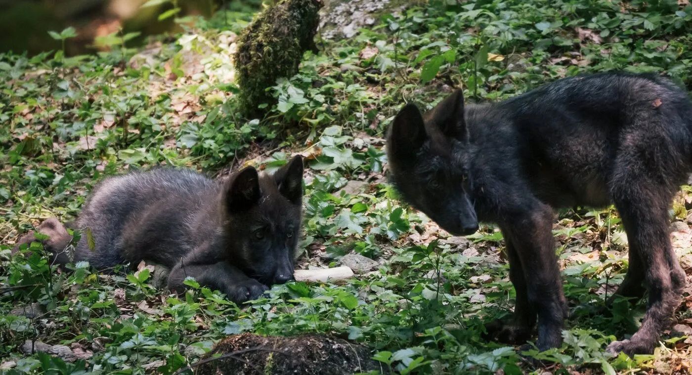 Sudfrance.fr - Séjour nature et détente en Ariège, au cœur des Pyrénées