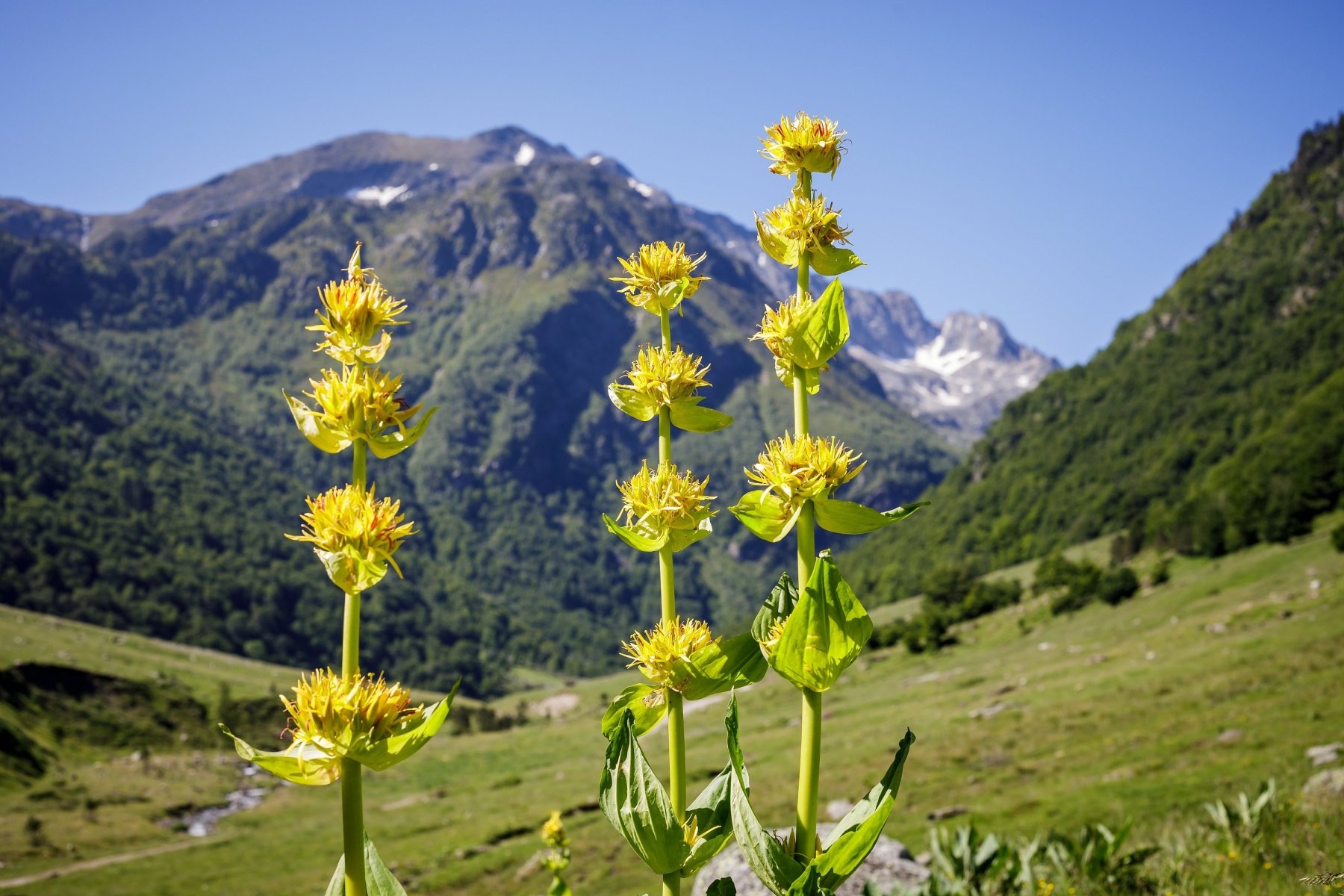 Sudfrance.fr - À la découverte des vallées Pyrénéennes
