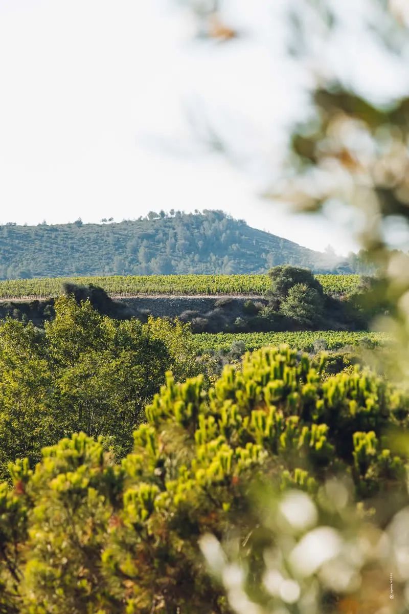Sudfrance.fr - Aventure vigneronne en Corbières Maritimes
