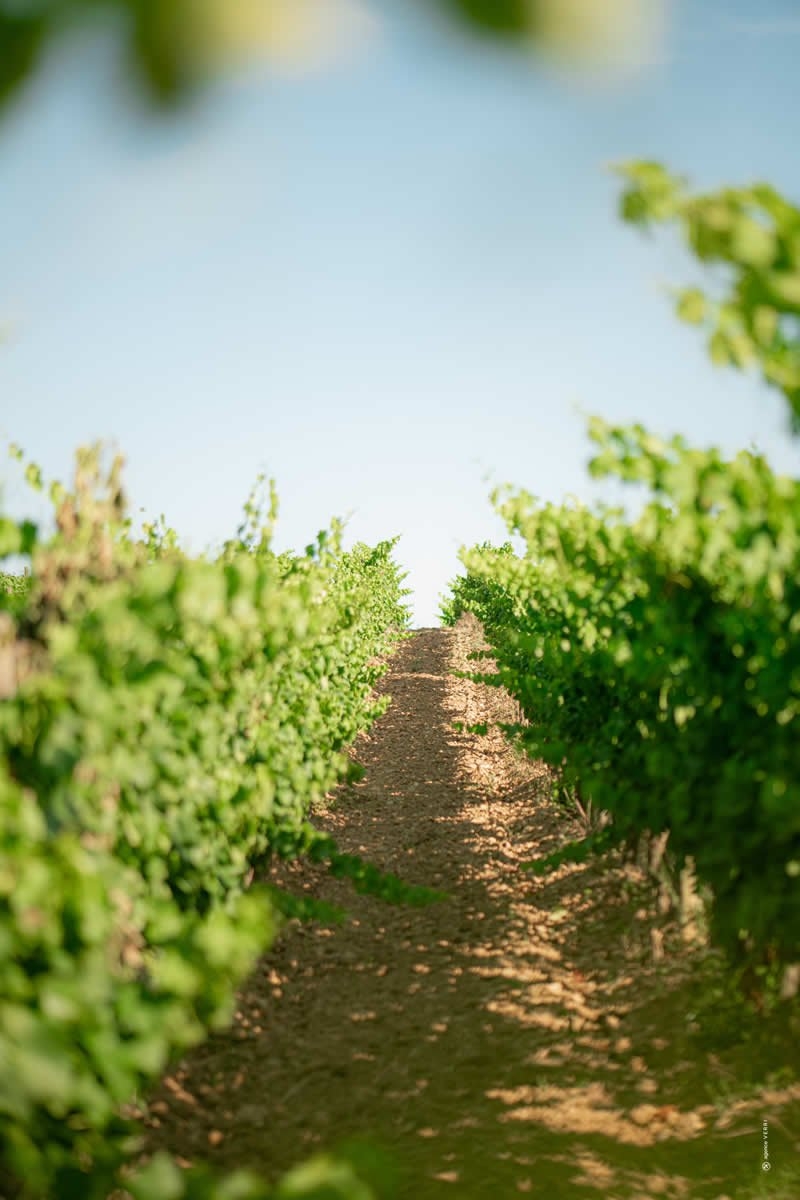 Sudfrance.fr - Aventure vigneronne en Corbières Maritimes