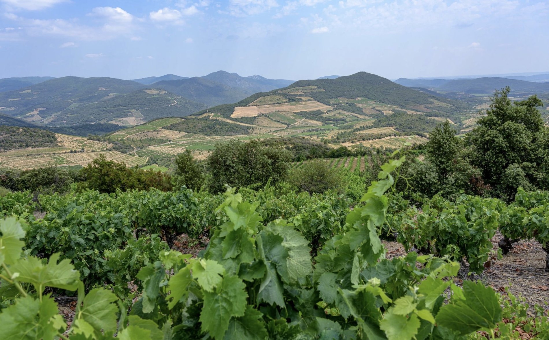 Sudfrance.fr - Escapade gourmande au milieu des vignes